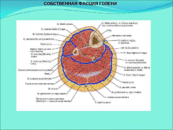 СОБСТВЕННАЯ ФАСЦИЯ ГОЛЕНИ 