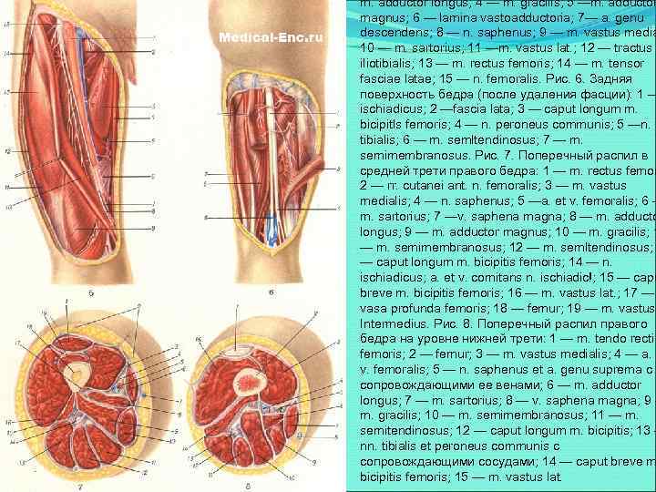 m. adductor longus; 4 — m. gracilis; 5 —m. adductor magnus; 6 — lamina