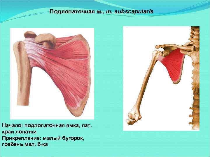 Подлопаточная область для прививки фото