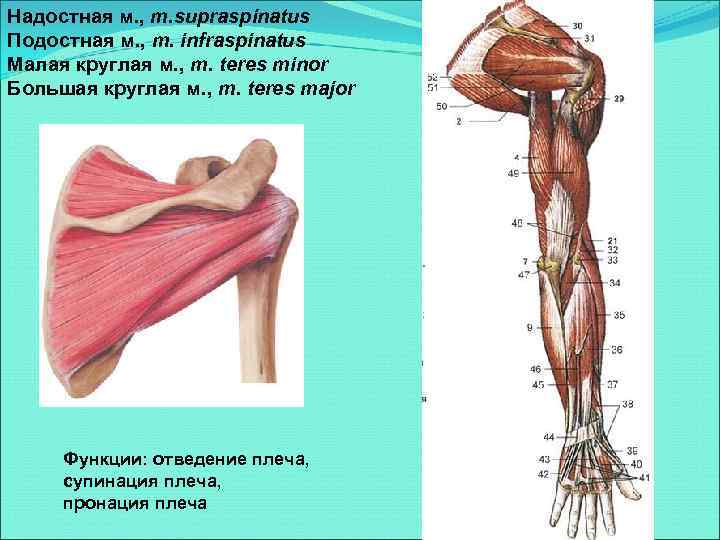 Надостная м. , m. supraspinatus Подостная м. , m. infraspinatus Малая круглая м. ,