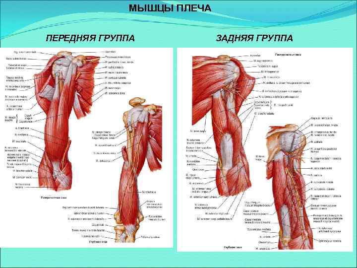 МЫШЦЫ ПЛЕЧА ПЕРЕДНЯЯ ГРУППА ЗАДНЯЯ ГРУППА 