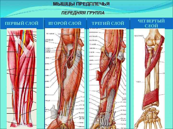МЫШЦЫ ПРЕДПЛЕЧЬЯ ПЕРЕДНЯЯ ГРУППА ПЕРВЫЙ СЛОЙ ВТОРОЙ СЛОЙ ТРЕТИЙ СЛОЙ ЧЕТВЕРТЫЙ СЛОЙ 