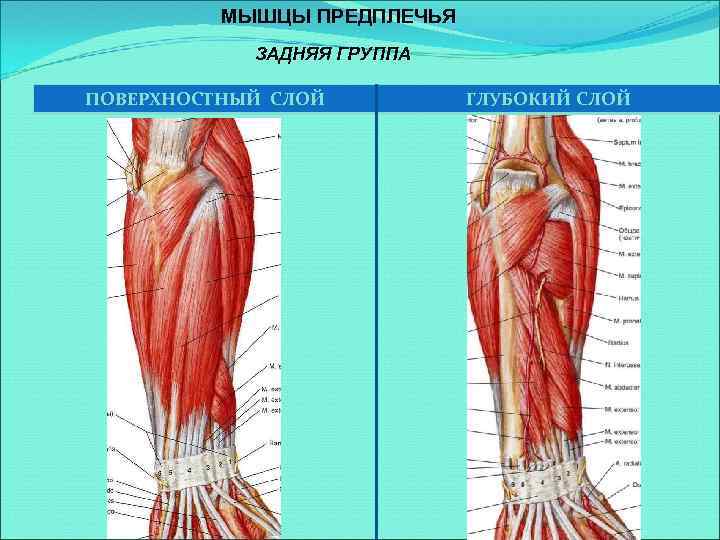 МЫШЦЫ ПРЕДПЛЕЧЬЯ ЗАДНЯЯ ГРУППА ПОВЕРХНОСТНЫЙ СЛОЙ ГЛУБОКИЙ СЛОЙ 