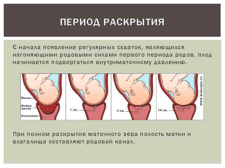 ПЕРИОД РАСКРЫТИЯ С начала появление регулярных схваток, являющихся изгоняющими родовыми силами первого периода родов,