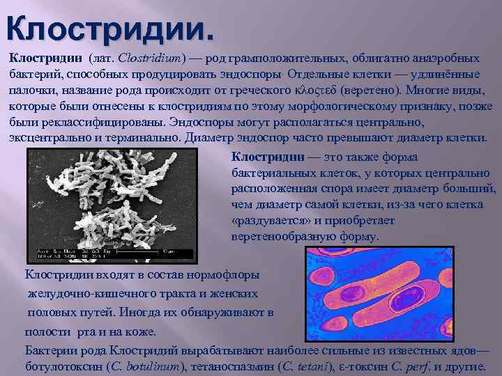 Кластридии. Грамположительные бациллы. Клостридии.. Клостридии форма бактерии. Спорообразующие бактерии рода Clostridium;. Палочковидные бактерии болезни.