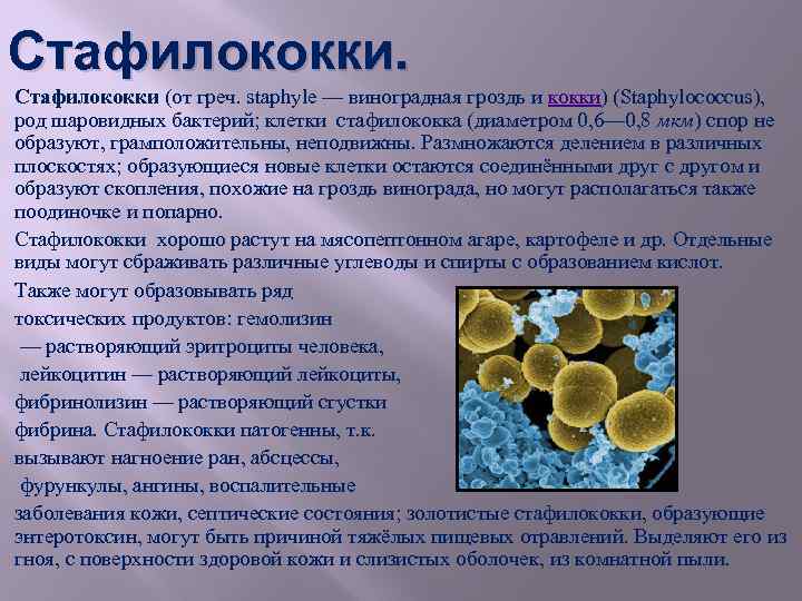 Простейшие вызывают воды. Характеристика Staphylococcus aureus (золотистый стафилококк),. Доклад про бактерии 5 класс. Стафилококк ауреус штаммы. Бактерии стафилококки 5 класс.
