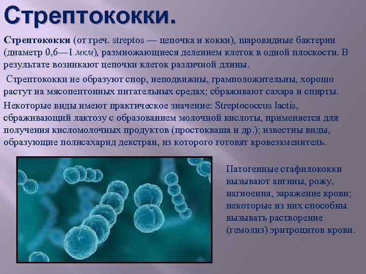 Какое заболевание вызывает стафилококк. Бактерия стрептококк сообщение 5 класс. Стрептококки 5 класс биология. Строение бактерии кокки. Кокки стафилококки стрептококки.