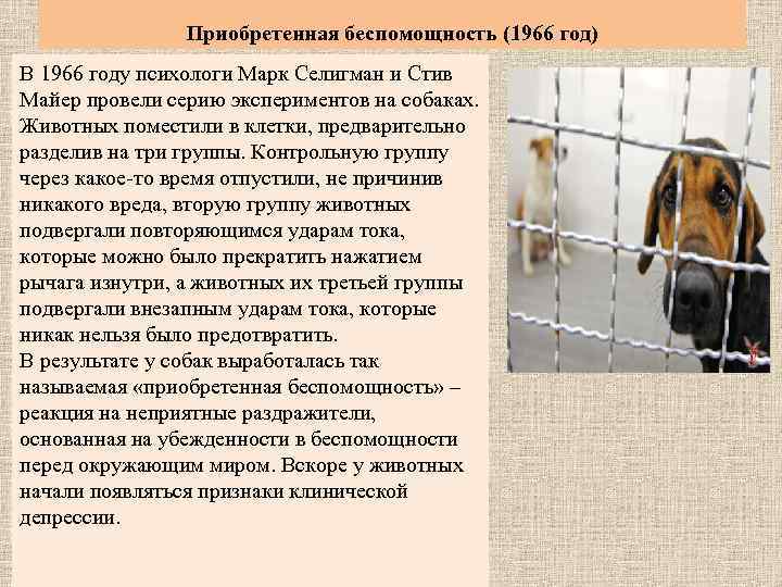 Приобретенная беспомощность (1966 год) В 1966 году психологи Марк Селигман и Стив Майер провели