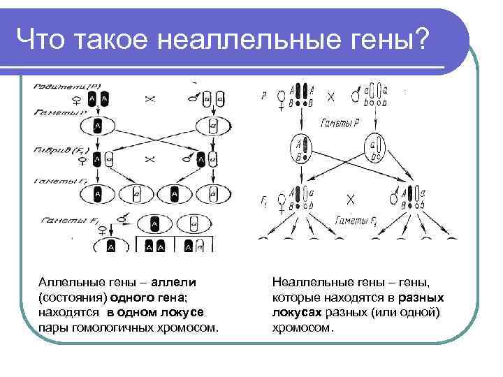 Гены расположены в разных парах хромосом