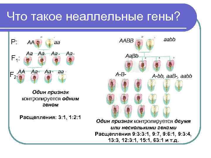 Презентация взаимодействие неаллельных генов 10 класс