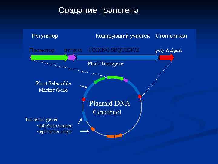 Создание трансгена Регулятор Промотор Кодирующий участок INTRON CODING SEQUENCE Plant Transgene Plant Selectable Marker