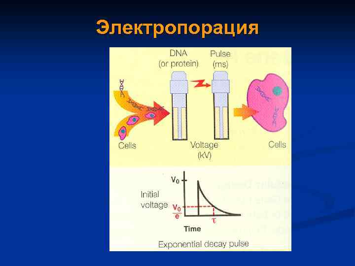 Электропорация 