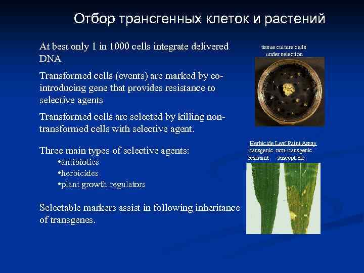 Отбор трансгенных клеток и растений At best only 1 in 1000 cells integrate delivered