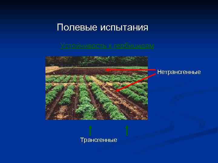 Полевые испытания Устойчивость к гербицидам Нетрансгенные Трансгенные 