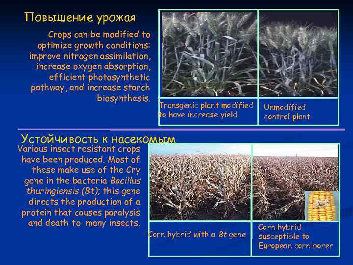 Повышение урожая Crops can be modified to optimize growth conditions: improve nitrogen assimilation, increase