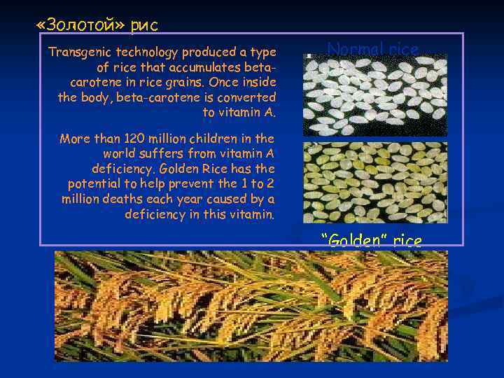  «Золотой» рис Transgenic technology produced a type of rice that accumulates betacarotene in