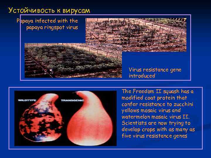 Устойчивость к вирусам Papaya infected with the papaya ringspot virus Virus resistance gene introduced