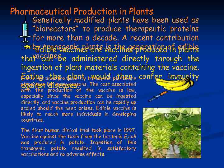 Pharmaceutical Production in Plants Genetically modified plants have been used as “bioreactors” to produce