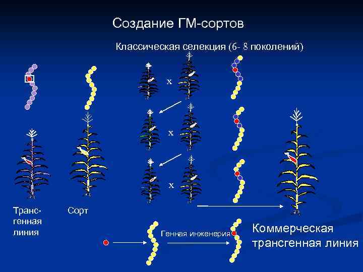 Создание ГМ-сортов Классическая селекция (6 - 8 поколений) x x x Трансгенная линия Сорт