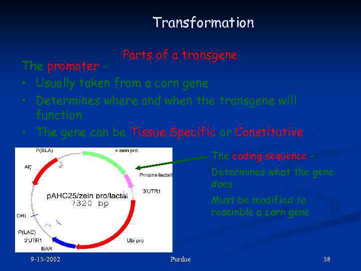 Transformation Parts of a transgene The promoter • Usually taken from a corn gene