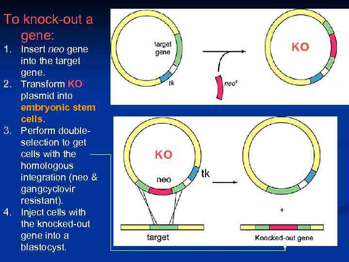 To knock-out a gene: 1. Insert neo gene into the target gene. 2. Transform