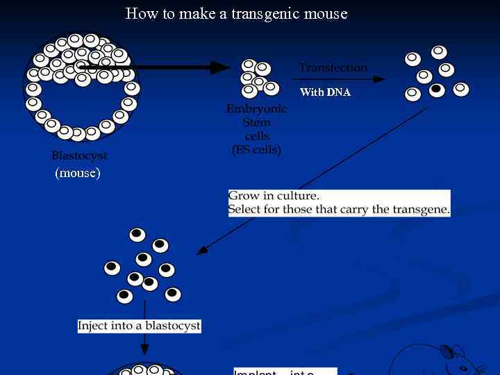 How to make a transgenic mouse With DNA (mouse) 