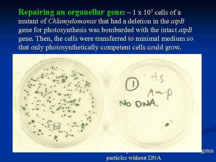 Repairing an organellar gene: ~ 1 x 107 cells of a mutant of Chlamydomonas