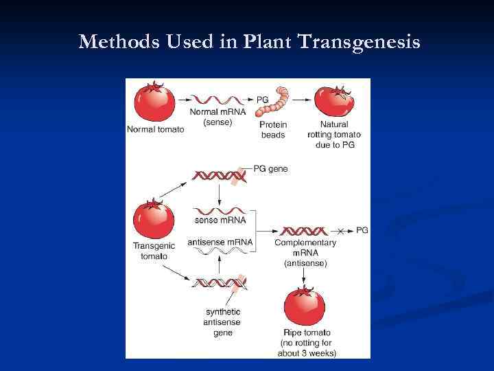 Methods Used in Plant Transgenesis 