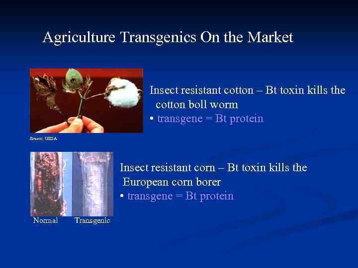 Agriculture Transgenics On the Market Insect resistant cotton – Bt toxin kills the cotton