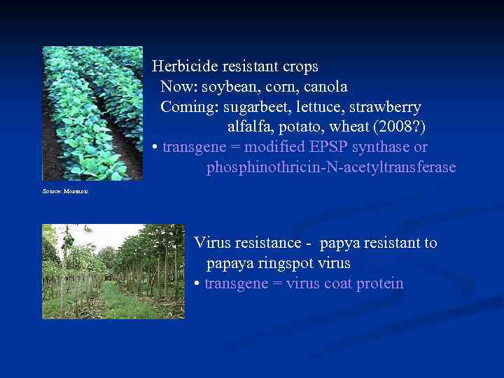 Herbicide resistant crops Now: soybean, corn, canola Coming: sugarbeet, lettuce, strawberry alfalfa, potato, wheat