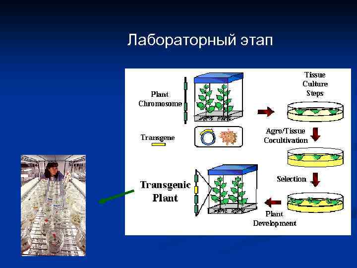 Лабораторный этап 