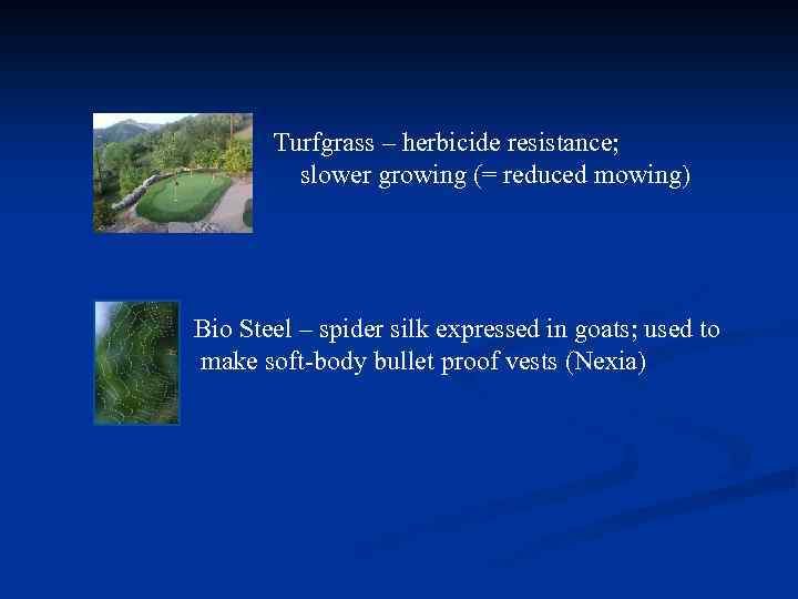 Turfgrass – herbicide resistance; slower growing (= reduced mowing) Bio Steel – spider silk