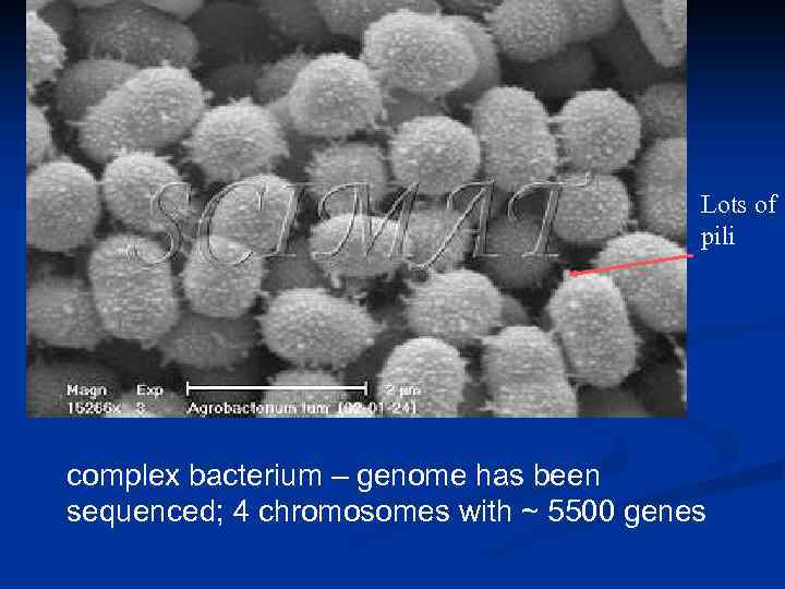 Lots of pili complex bacterium – genome has been sequenced; 4 chromosomes with ~