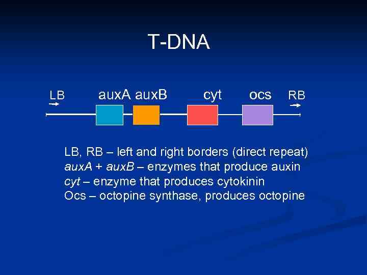 T-DNA LB aux. A aux. B cyt ocs RB LB, RB – left and