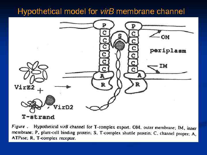 Hypothetical model for vir. B membrane channel From P. Zambryski 