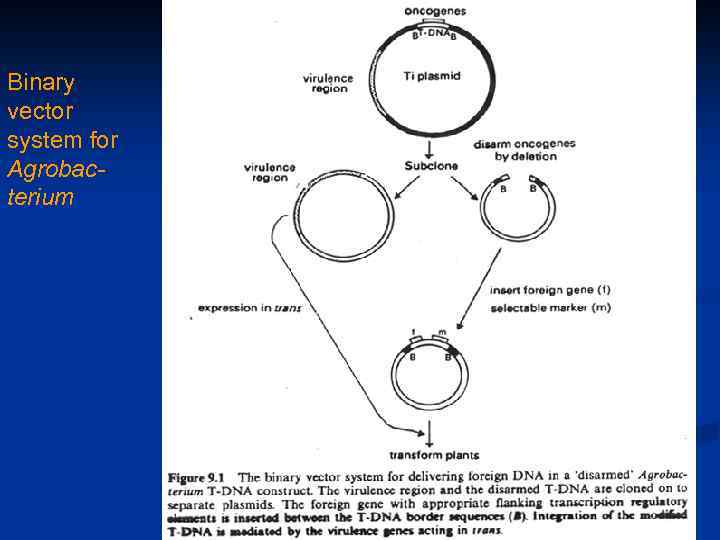 Binary vector system for Agrobacterium 