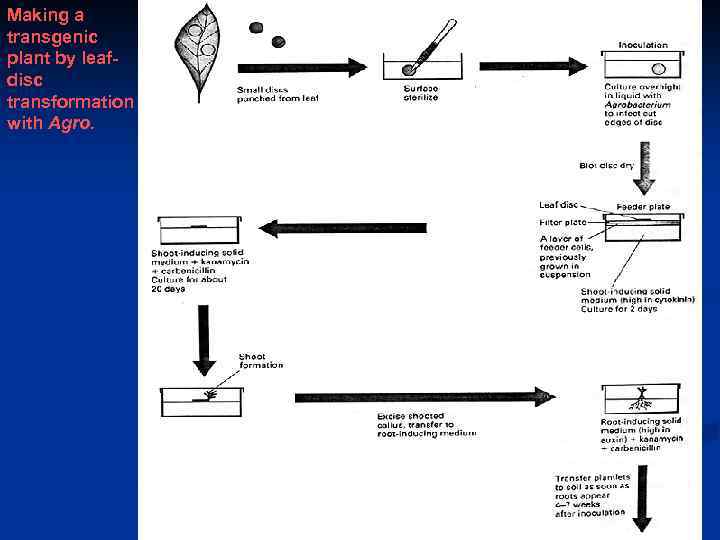 Making a transgenic plant by leafdisc transformation with Agro. 