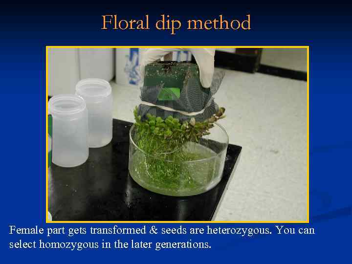 Floral dip method Female part gets transformed & seeds are heterozygous. You can select