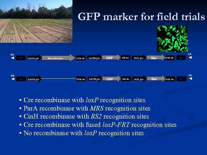 GFP marker for field trials LB RB RS LAT 52 pro Recombinase NOS ter