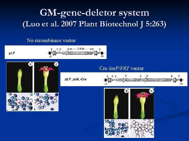 GM-gene-deletor system (Luo et al. 2007 Plant Biotechnol J 5: 263) No recombinase vector