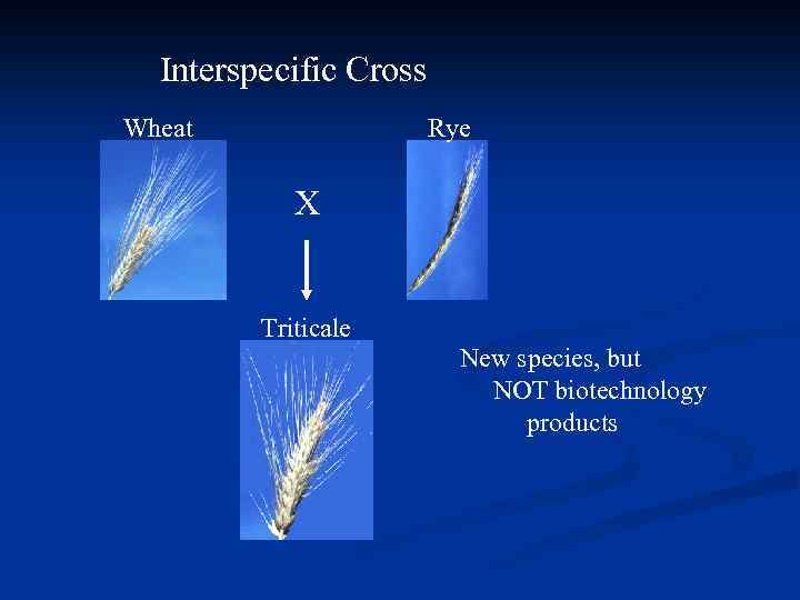 Interspecific Cross Wheat Rye X Triticale New species, but NOT biotechnology products 