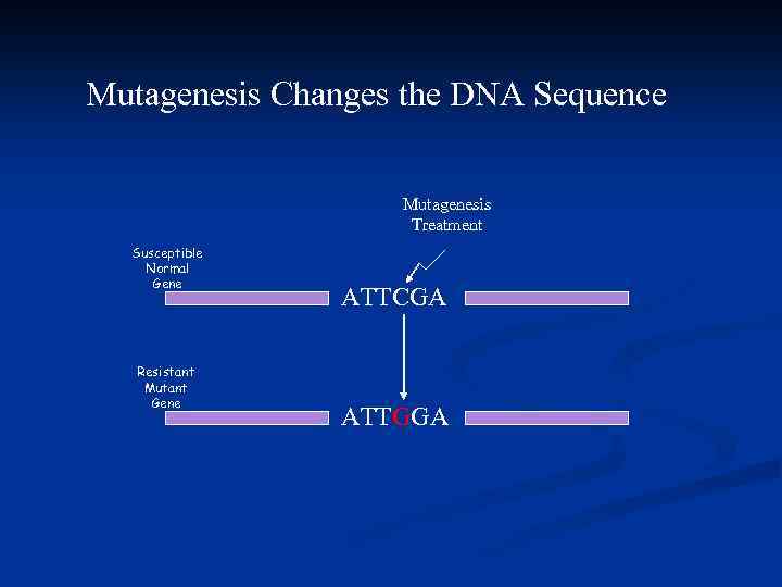 Mutagenesis Changes the DNA Sequence Mutagenesis Treatment Susceptible Normal Gene Resistant Mutant Gene ATTCGA