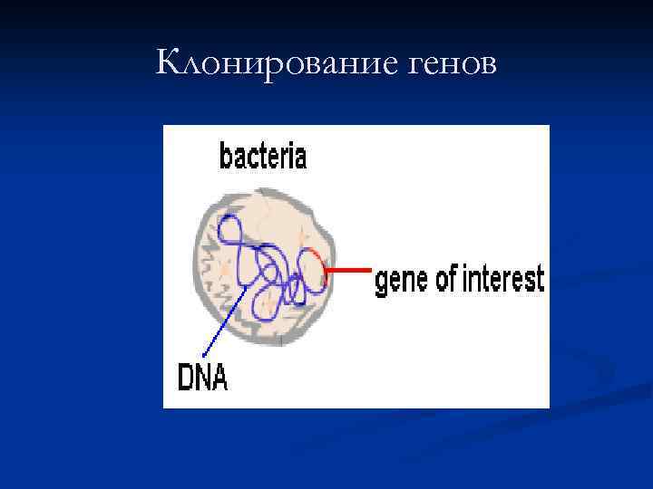 Клонирование генов 