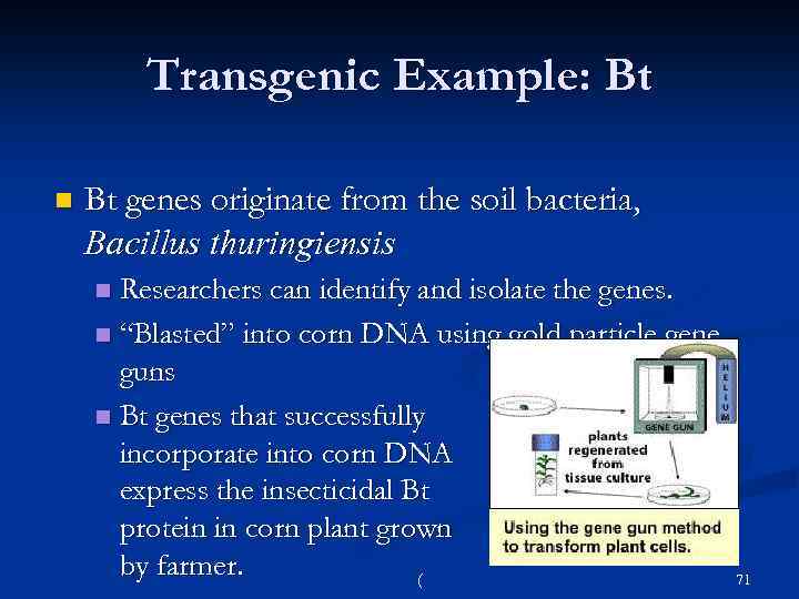 Transgenic Example: Bt n Bt genes originate from the soil bacteria, Bacillus thuringiensis Researchers