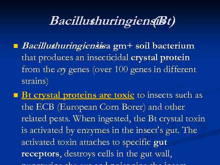 Bacillus thuringiensis (Bt) n Bacillus thuringiensis a gm+ soil bacterium is that produces an