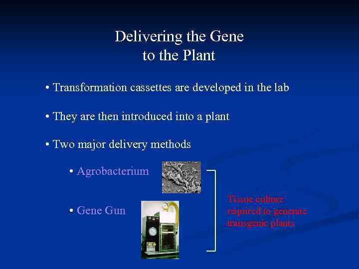 Delivering the Gene to the Plant • Transformation cassettes are developed in the lab