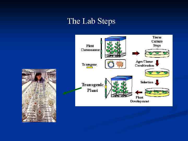 The Lab Steps 