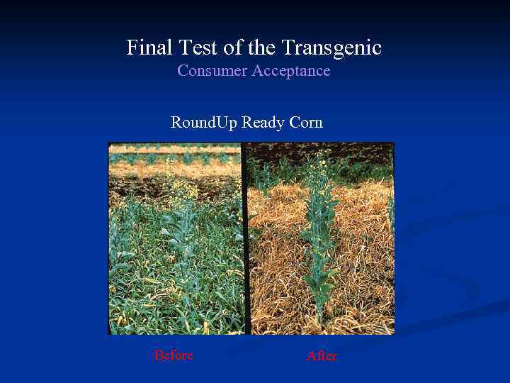 Final Test of the Transgenic Consumer Acceptance Round. Up Ready Corn Before After 