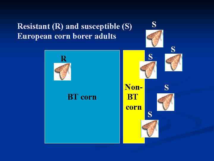 Resistant (R) and susceptible (S) European corn borer adults S S S R BT