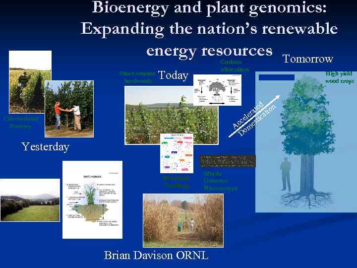 Bioenergy and plant genomics: Expanding the nation’s renewable energy resources Tomorrow Short rotation hardwoods